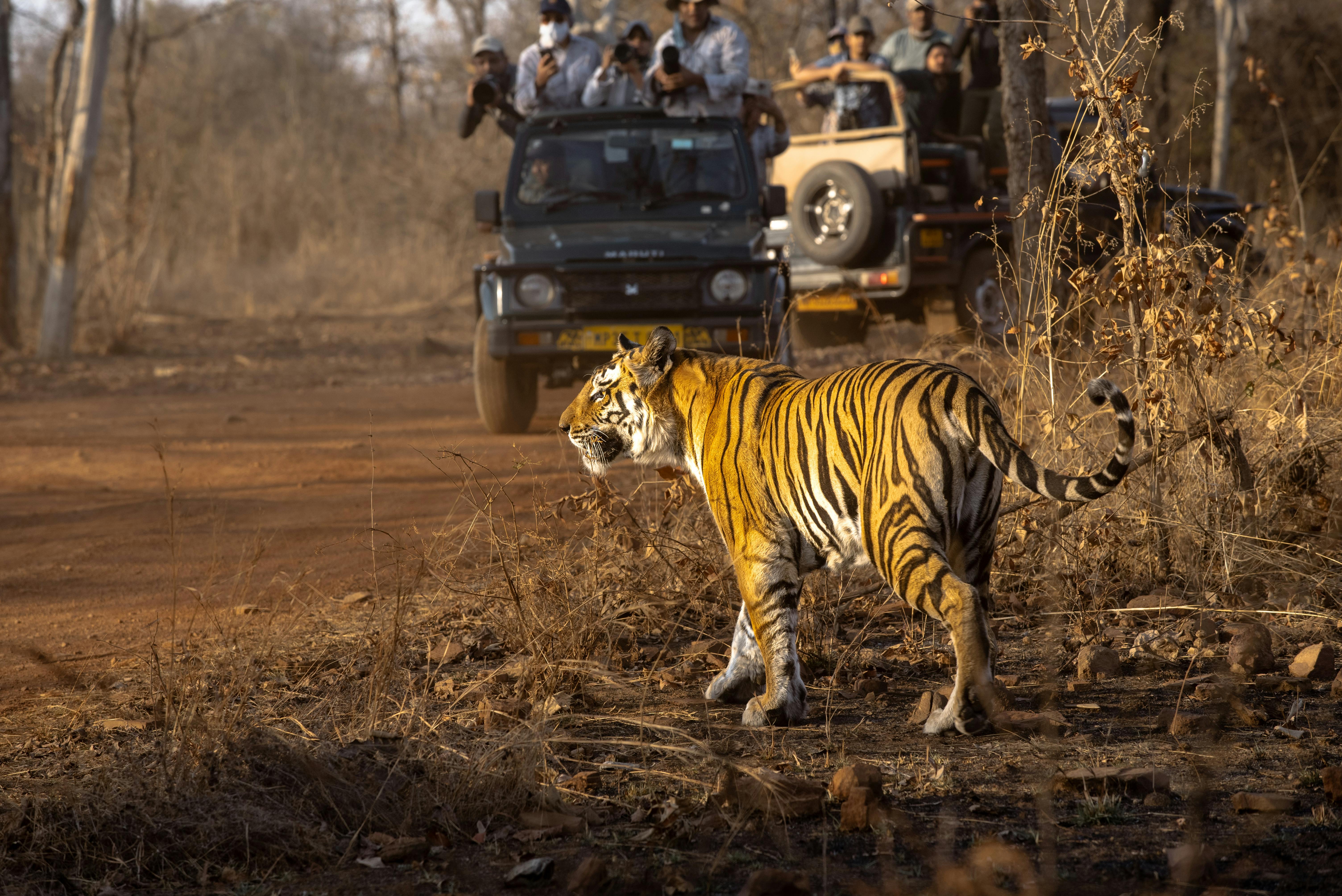 Golden Triangle with Ranthambore